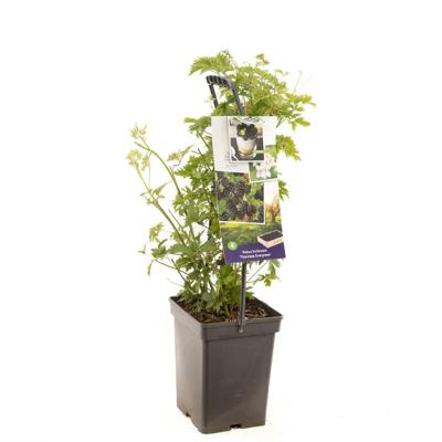 Braam Rubus Thornl Evergreen - Doornloze braam 18cm Braam Rubus Thornl Evergreen - Doornloze braam 18cm