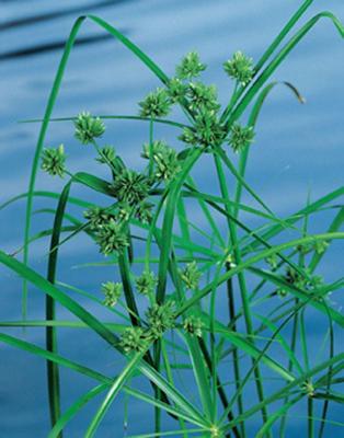 2 stuks! Cyperus alternifolius potmaat P9 Parapluplant Moerings - Moerings