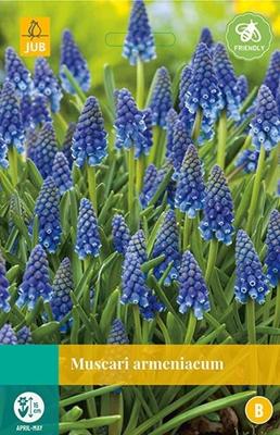 Muscari Armeniacum 20 bollen Muscari Armeniacum 20 bollen