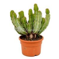 Euphorbia cactus avasmontana M kamerplant - thumbnail