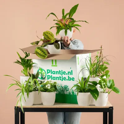 Groene Kneusjesbox inclusief bio sierpotten (12 stuks)