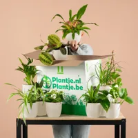 Groene Kneusjesbox inclusief bio sierpotten (12 stuks) - thumbnail