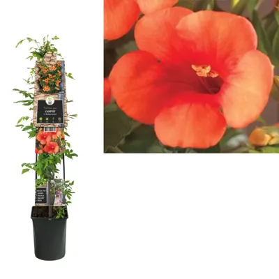 Oranje Trompetbloem (Campsis tagliabuana "Madame Galen") klimplant 120 cm Oranje Trompetbloem (Campsis tagliabuana "Madame Galen") klimplant 120 cm