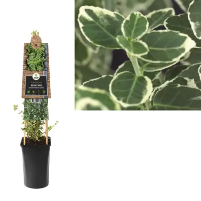 Grootbladige Kardinaalsmuts (Euonymus fortunei "Emerald Gaiety") klimplant