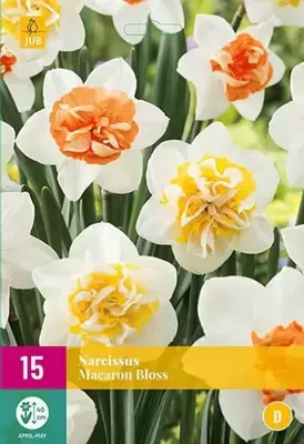 Narcis macaron bloss 10 stuks
