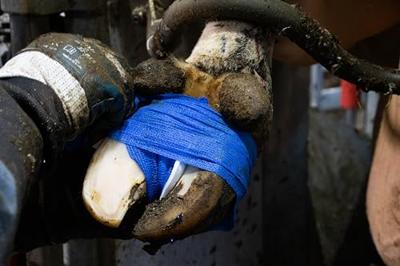 Bandage Animal Blauw Profi 10 cm