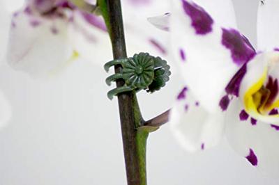 Connex Clips Voor Orchideen 30St - FLOR78840