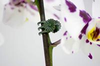 Connex Clips Voor Orchideen 30St - FLOR78840 - thumbnail