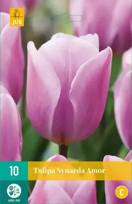 Tulipa Synaeda Amor bloembollen 10 bollen Tulp JUB - Jub