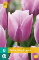 Tulipa Synaeda Amor bloembollen 10 bollen Tulp JUB - Jub - thumbnail