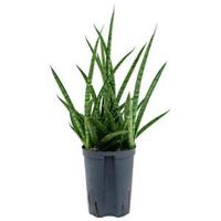Sansevieria spikes marmoratus hydrocultuur plant - thumbnail