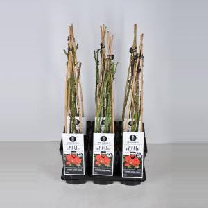 Klimroos (rosa "Red Flame"®) - C3 - 1 stuks