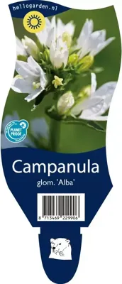 Campanula glom. Alba vaste plant Griffioen - Griffioen