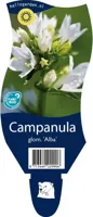 Campanula glom. Alba vaste plant Griffioen - Griffioen - thumbnail