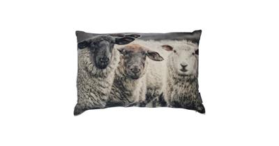 Groot Fluwelen Kussen Nieuwsgierig Schaap