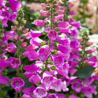 Digitalis purp. Dalmatian Purple vaste plant Griffioen - Griffioen - thumbnail