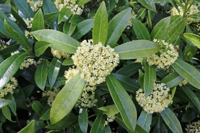 Skimmia