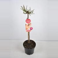 Grootbloemige roos op stam Parfum de Nature (rosa "Acapella"®) - Op stam 70 cm - 1 stuks - thumbnail
