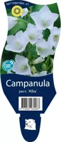 Campanula pers. Alba vaste plant Griffioen - Griffioen - thumbnail