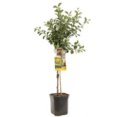 Pruimenboom prunus dom. Mirabelle de Nancy