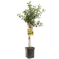 Pruimenboom prunus dom. Mirabelle de Nancy - thumbnail