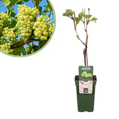 Vitis vinifera Lakemont (geënt) - Witte Druivenplant - P19