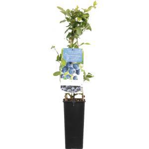 Bessenstruik Vaccinium corymbosum Jersey - Blauwe bes
