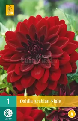 Bloembollen Dahlia Arabian Night 1st
