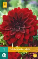 Bloembollen Dahlia Arabian Night 1st - thumbnail