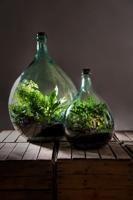Esschert Design plant terrarium potgrond - thumbnail