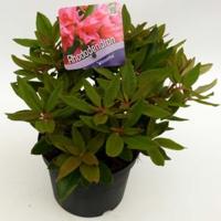 Dwerg rododendron (Rhododendron "Winsome") heester - thumbnail