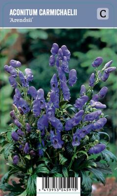 Vips Aconitum carmichaelii Arendsii - Monnikskap