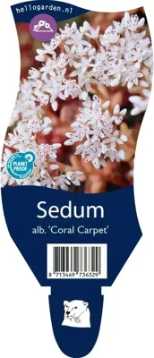 Sedum album Coral Carpet vaste plant Griffioen - Griffioen