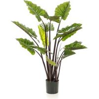 Colocasia - thumbnail