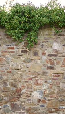 Livingwalls The Wall II - Beige - Klimop - 392471