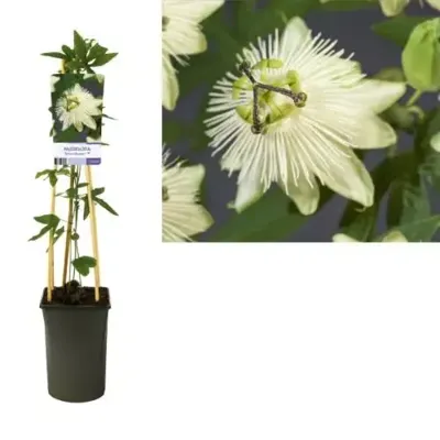 Passiebloem Passiflora Snow Queen PBR 75 cm klimplant