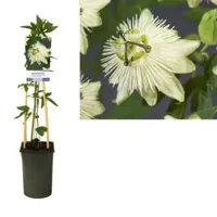 Passiebloem Passiflora Snow Queen PBR 75 cm klimplant - thumbnail