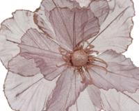 Papaver polyester d27h10 cm a3 kerst Everlands - Everlands - thumbnail