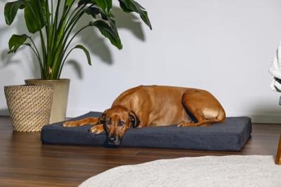 BZ ORTHOPEDISCH LIGK ZIRA DGRS 120X80