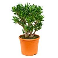 Crassula gollum L kamerplant - thumbnail