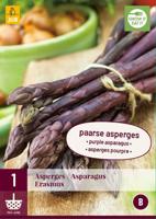 Asparagus erasmus bloembol 1 stuk Asperge JUB - Jub - thumbnail