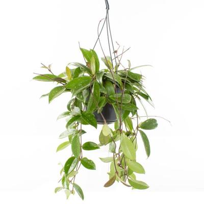 Hoya Carnosa Shirley - P 15 cm