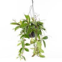 Hoya Carnosa Shirley - P 15 cm - thumbnail