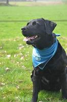 CoolPets Cooling Bandana S - thumbnail