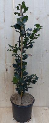 Hulst zwart/groen 80 cm Ilex Warentuin Natuurlijk - Warentuin natuurlijk