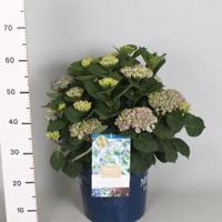 Hydrangea Macrophylla "Magical Revolution Blue"® boerenhortensia - 40-50 cm - 1 stuks - thumbnail