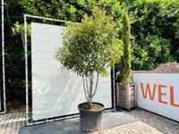 Photinia - Multistam - thumbnail