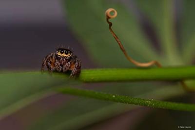 Samyang 100mm F/2.8 ED UMC Macro MFT - thumbnail