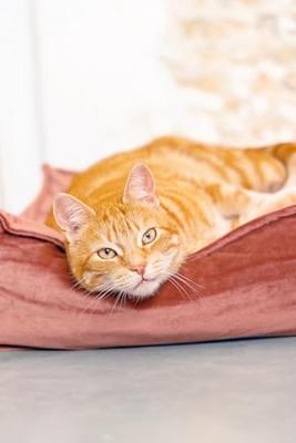 Designed by Lotte Kattenkussen VELVETI roze