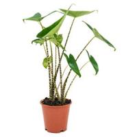 Alocasia zebrina S kamerplant - thumbnail